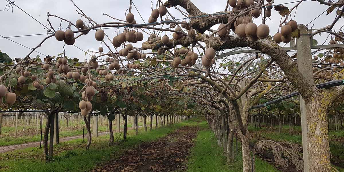 Morìa del kiwi: la prevenzione passa da una corretta irrigazione